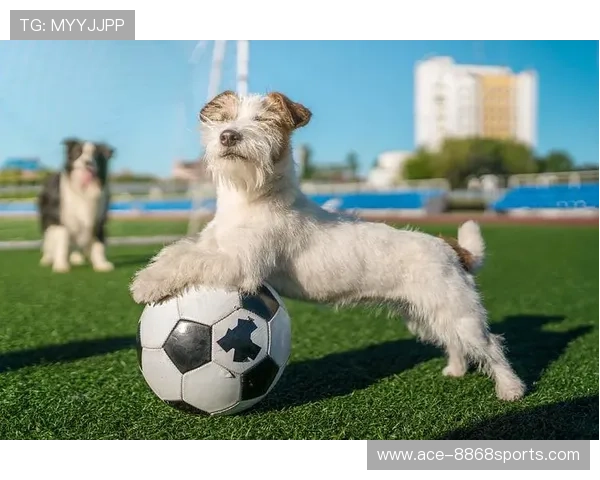 足球明星宠物狗大揭秘：他们钟爱哪些品种的狗狗陪伴生活